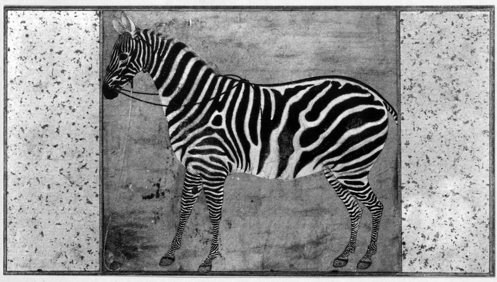 Burchell's zebra after 1621, attributed to Mansur, Museum of Fine Arts, Boston, 14.659