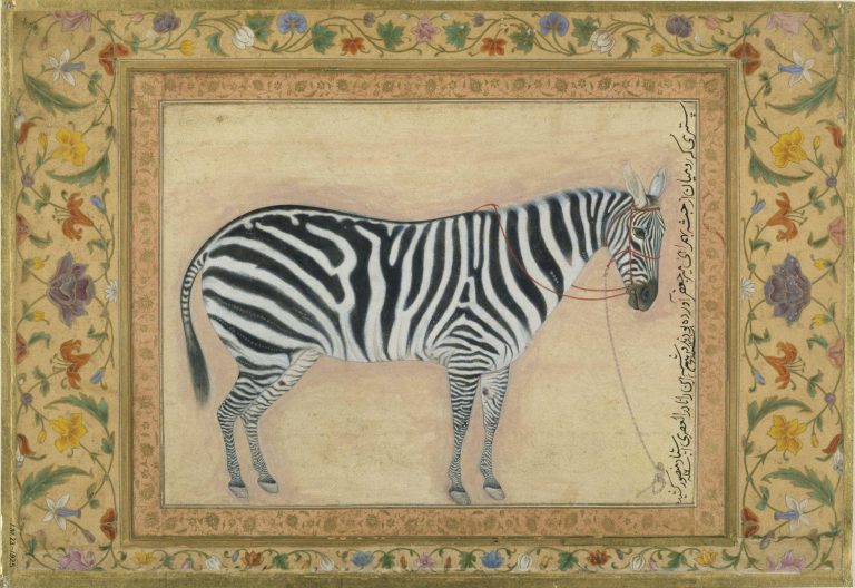 Burchell's Zebra, Mansur, 1621 Minto Album, Victoria and Albert Museum I M 23.1925 copy
