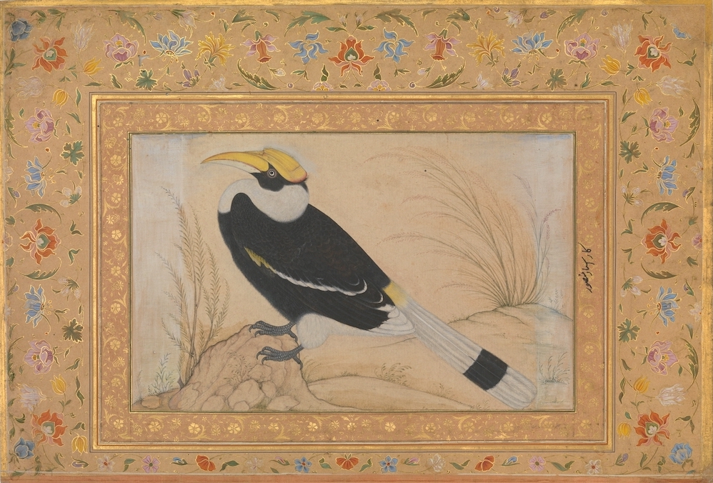 "Great Hornbill", Folio from the Shah Jahan Album recto: ca. 1540; verso: ca. 1615–20 Painting by Mansur
