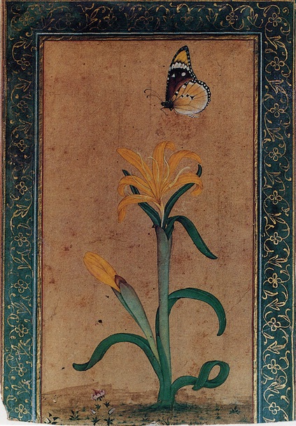 Yellow Narcissus with butterfly, Muhammad Nadir, around 1620, Sir Cowasji Jehangir Collection