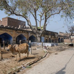 Occupied apartments at Akbari Sarai, Chatta, Mathura, Uttar Pradesh
17th century CE, Structural; Brick, mortar, plaster,


Center for Art and Archaeology, 0530