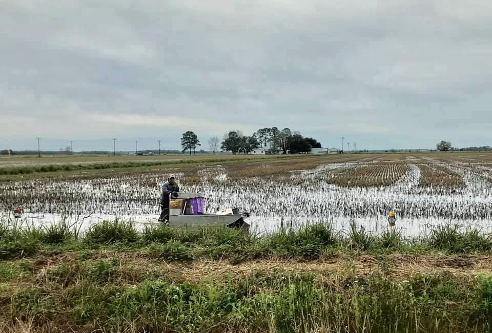 Mississippi River Valley Farms, Acadia Parish, Louisiana, United States, Natalie Maynor, Wikimedia Commons, https://commons.wikimedia.org/wiki/File:Crawfish_Farming_-_Acadia_Parish_Louisiana_2020.jpg