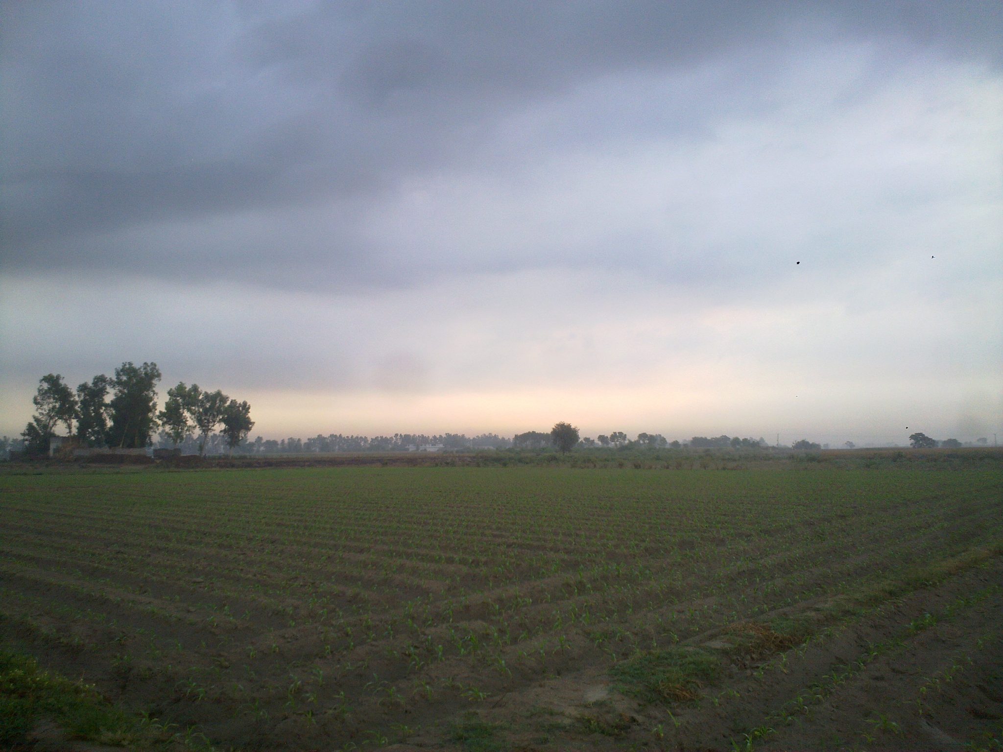 The Gangetic Valley in Kasur, Punjab, Pakistan, Wikimedia Commons, https://commons.wikimedia.org/wiki/File:Punjab_,_Pakistan.jpg