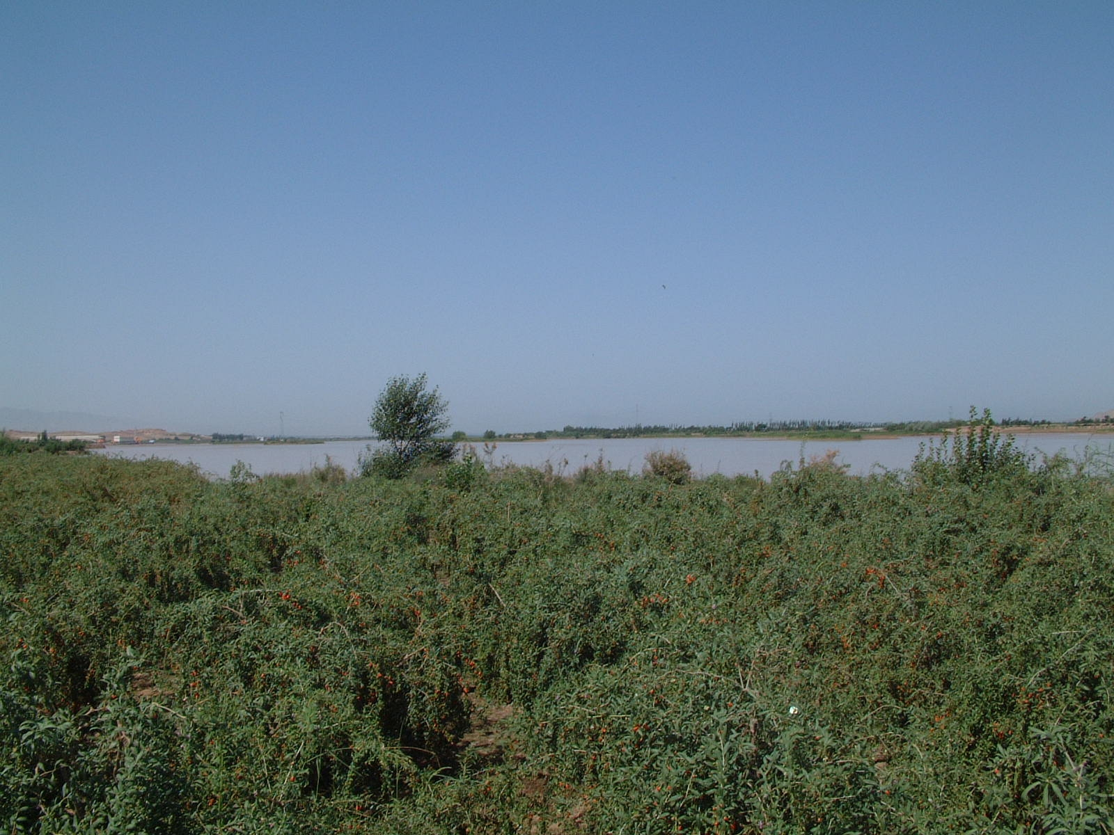 Rich Nature Wolfberry Farm Yellow River, Wuzhong, Zhongning County, Ningxia, China, Natalie Maynor, Wikimedia Commons, https://commons.wikimedia.org/wiki/File:Rich_Nature_Wolfberry_Farm_Yellow_River2_7-06.JPG